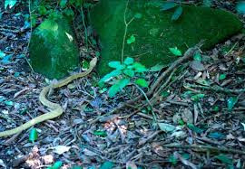 Theo thống kê, có hơn 400.000 con rắn sống trên hòn đảo rộng 43ha nên đây cũng là phép tính khá chính xác. Do đó, cảm giác luôn phải đối mặt với "tử thần" là điều mà du khách tới đây có thể nhận thấy rõ.