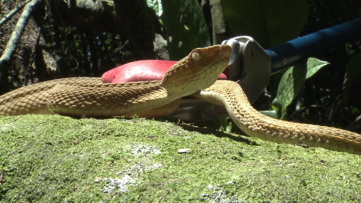 Vì mục đích bảo vệ an toàn cho những kho báu chôn giấu trên đảo, nên những tên cướp biển xưa kia đã thả nhiều con rắn độc ở đây.