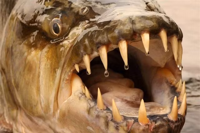 Chuyện kinh khiếp về thủy quái rắc nỗi kinh hoàng dưới nước Chuyen kinh khiep ve thuy quai rac noi kinh hoang duoi nuoc