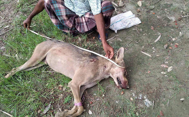 Mới đây, sự việc xảy ra tại Bangladesh khiến giới khoa học phải đau lòng. Dân làng tại một ngôi làng gần rừng Sundarbans - khu rừng ngập mặn lớn nhất thế giới bao phủ cả Ấn Độ lẫn Bangladesh đã đập chết con vật nghi sói hoang vì săn trộm gia súc, ngờ đâu là loài quý hiếm lần đầu xuất hiện sau hơn 70 năm. 