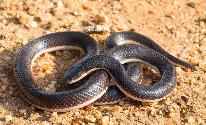 Loài rắn độc này thường bị hiểu nhầm là vô hại vì có vẻ ngoài rất bình thường, tuy nhiên, nọc độc và cặp răng nanh của chúng lại không hề bình thường.