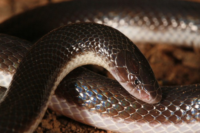 Theo các chuyên gia, đây là một trong những loài đặc hữu tại rừng mưa Thượng Guinea và cũng là một trong những loài rắn nguy cấp do nạn chặt phá rừng, khai khoáng, và đặc biệt là biến đổi khí hậu.