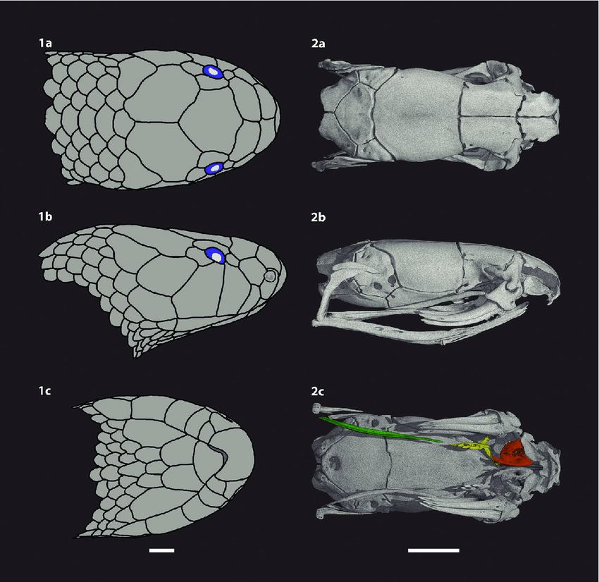 Một điểm đáng sợ nữa trong "bộ sưu tập vũ khí" của rắn Stiletto chính là khả năng tung mình ra xa ở một khoảng cách bằng chính chiều dài cơ thể của chúng (tối đa là 98cm, theo dữ liệu của African Snakebite Institute).
