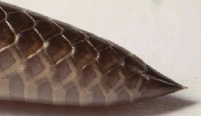 Có lẽ cặp răng nanh nhọn nhô ra từ hai bên miệng là sự "bù đắp" của tạo hóa cho loài rắn này bởi trong khi hầu hết các loài rắn khác phải mở miệng lên tới 170 độ để cắn nạn nhân, thì loài rắn Stiletto chỉ có thể mở miệng rộng đến 55 độ.