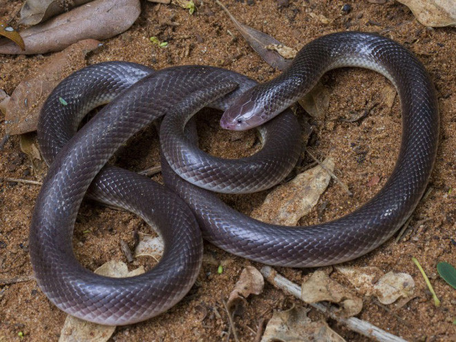 Các nhà khoa học cho biết, loài rắn khác thường này có một cặp nanh rất rài, đủ để thòi ra thụt vào ngay bên khóe miệng. Điều này cho phép rắn dao găm tấn công và tiêm nọc độc vào con mồi từ bên cạnh. Chúng thậm chí còn có thể thực hiện một cú tấn công ngang mà không cần phải mở miệng.