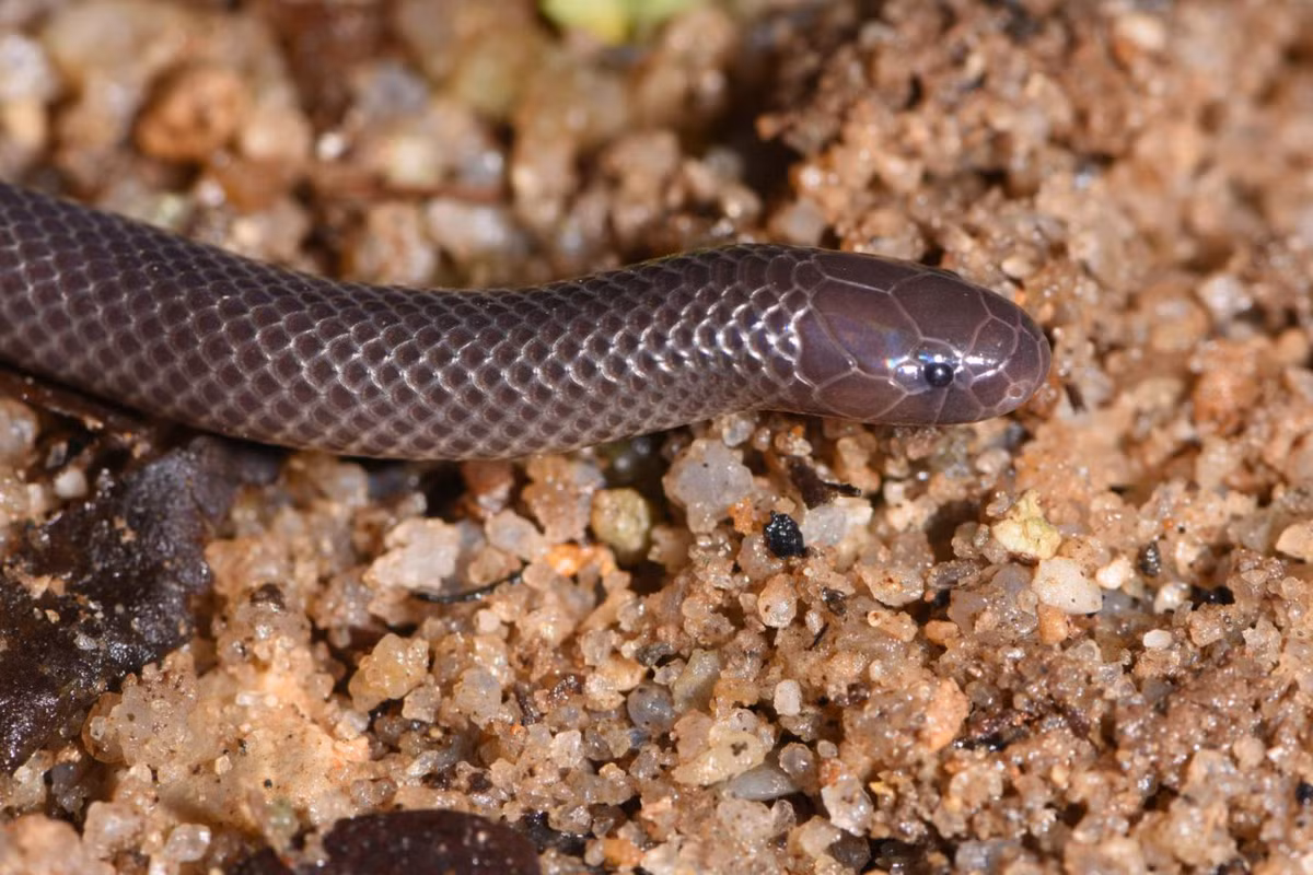 Hiện vẫn chưa có thuốc giải cho nọc của loài rắn này.