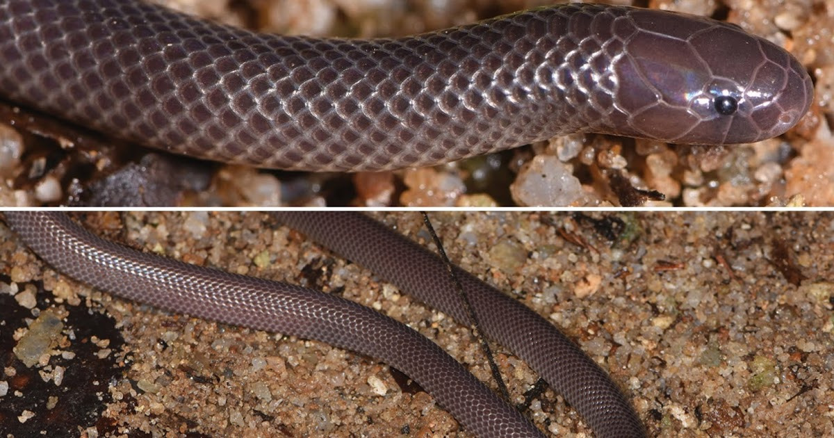 Lần đầu khoa học phát hiện ra những con rắn mới này là vào buổi đêm, trong một khu rừng tại Liberia. Việc bắt giữ loài rắn này thực sự cần phải hết sức cẩn thận, nếu không muốn phải trả giá. Dù bị tóm từ phía sau, con rắn vẫn liên tục tìm cách tấn công