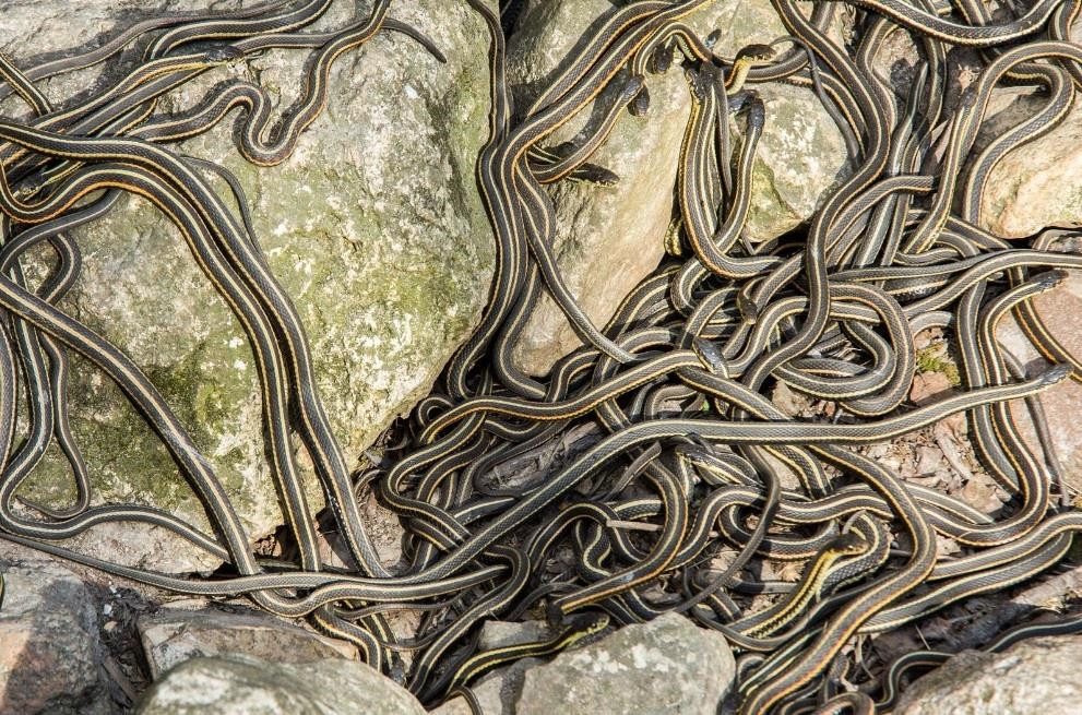 Thị trấn nơi đây được mô tả như là ngôi nhà mùa đông của gần 70.000 cá thể rắn đầu đỏ.