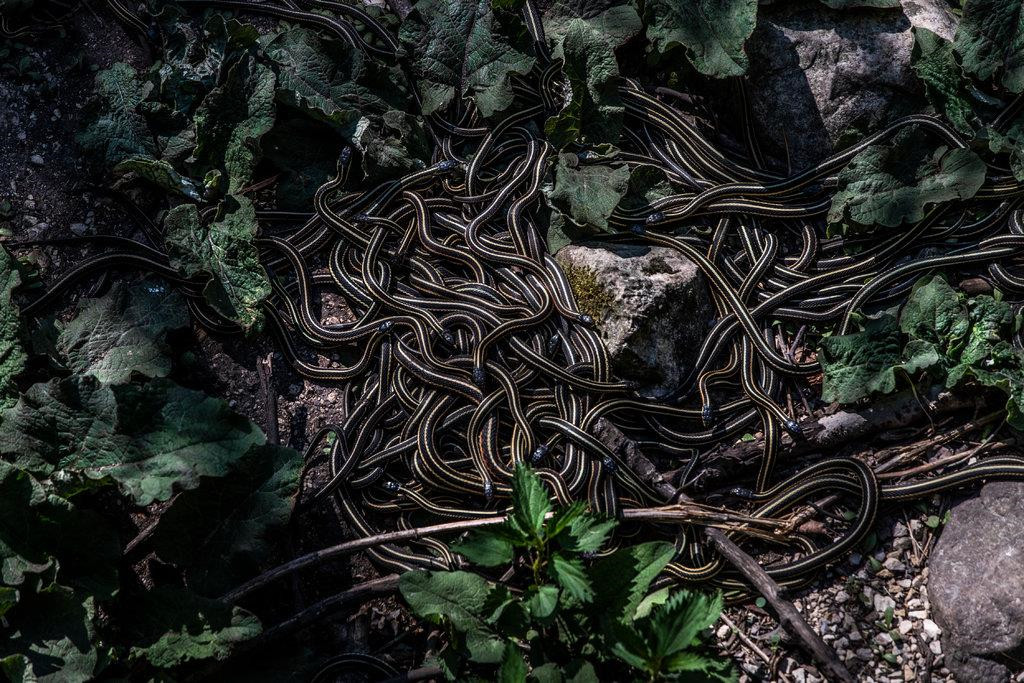 Mùa giao phối của rắn sọc đỏ tại Narcisse thường trùng vào dịp Ngày của mẹ (ngày chủ nhật thứ hai mỗi tháng 5), nhưng năm nay mãi đến cuối tháng 5 rắn mới bò khỏi hang.