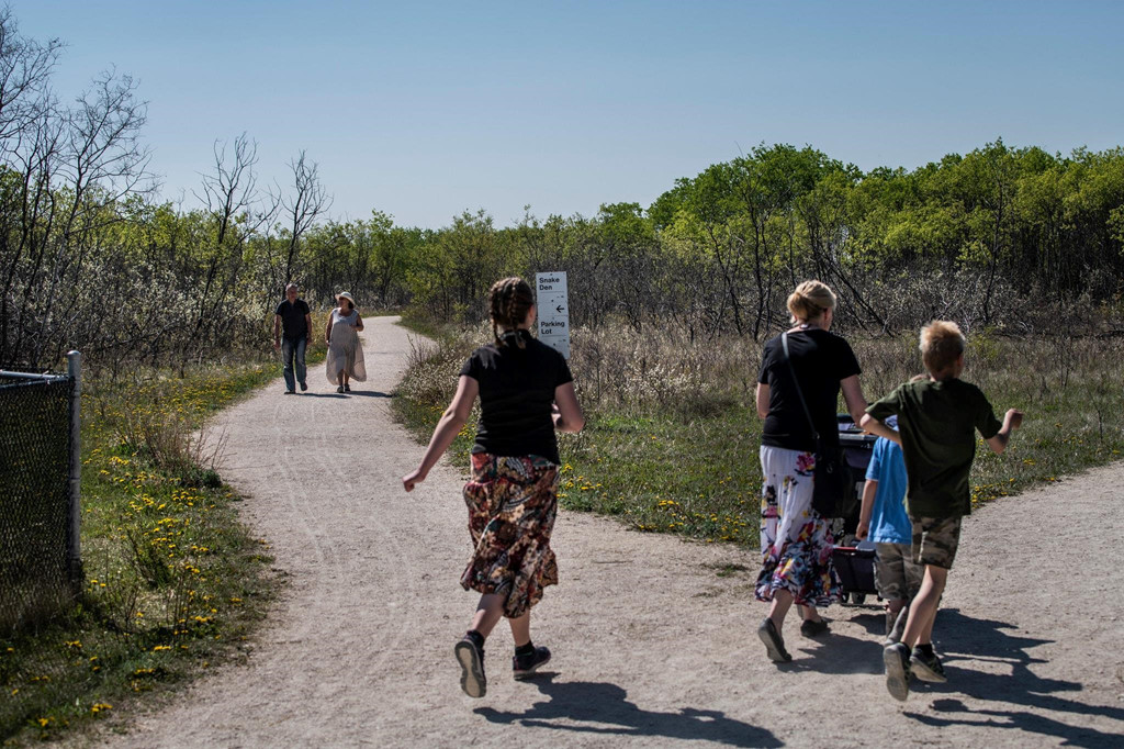 Giờ đây, rắn sọc đỏ lại được xem như những người hùng vì thu hút hàng nghìn khách du lịch đến Narcisse mỗi năm.