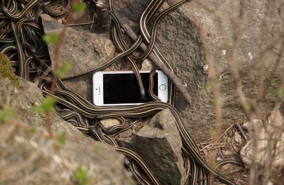 Những con rắn lớn nhất thường là rắn cái nhưng cũng chỉ dài tầm 45 cm.