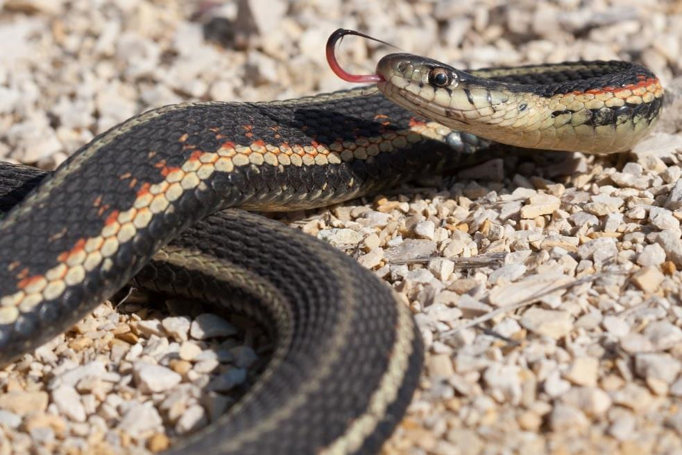 Số lượng rắn giảm đến mức báo động vào cuối thập niên 1980 và buộc địa phương mở khu bảo tồn.