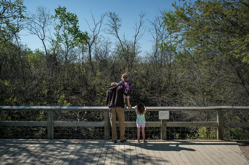 Đó là khi đến mùa giao phối, chúng tìm quấn lấy nhau dưới những hố sâu ở vùng Narcisse, tiến hành các nghi thức kết đôi độc đáo theo bản năng.