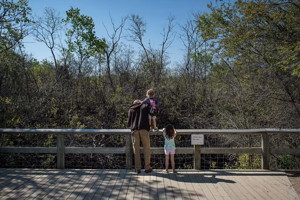 Đó là khi đến mùa giao phối, chúng tìm quấn lấy nhau dưới những hố sâu ở vùng Narcisse, tiến hành các nghi thức kết đôi độc đáo theo bản năng.