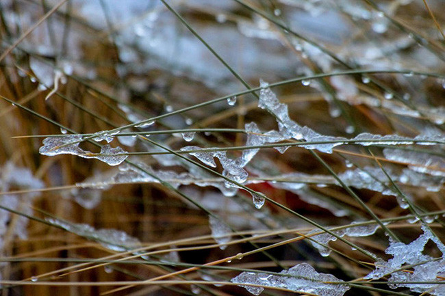 Băng tan trên thảm thực vật mọc trên sa mạc Sahara tại thị trấn Ain Sefra, Algeria.