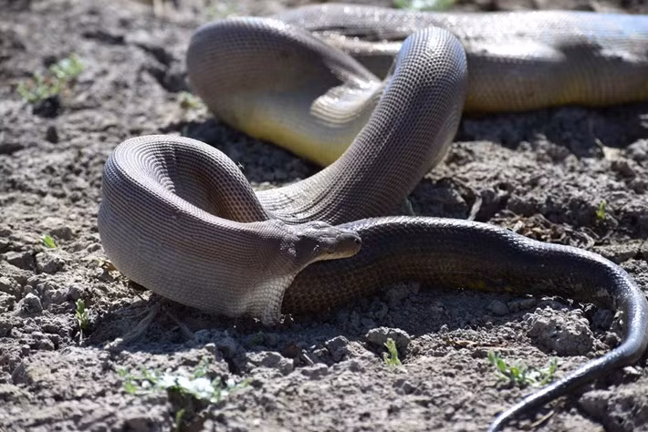 Rung ron tran dai 3,5m non ra con tran khac to phi thuong-Hinh-2