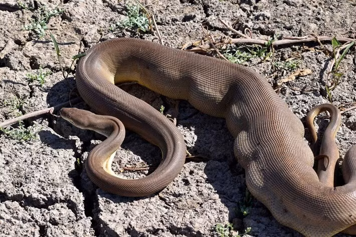 Rung ron tran dai 3,5m non ra con tran khac to phi thuong-Hinh-3