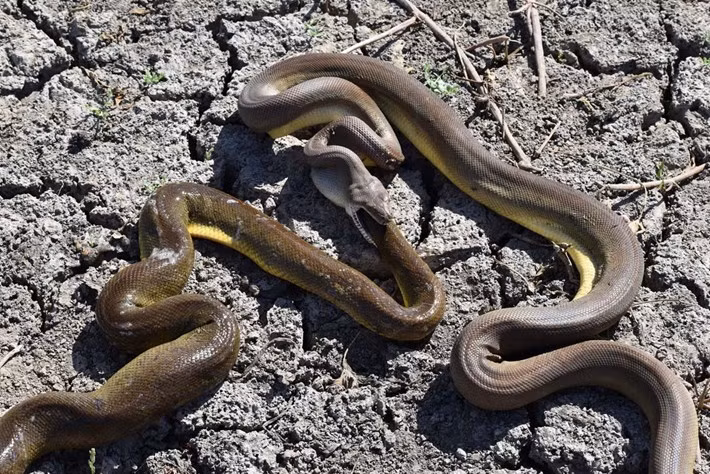 Rung ron tran dai 3,5m non ra con tran khac to phi thuong