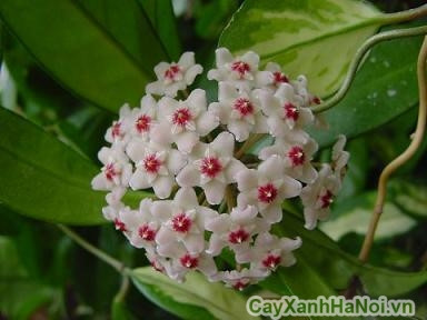 Do có hình dáng đẹp nên lan cẩm cù thường được trồng trang trí trong nhà, ngoài sân vườn, treo ban công, cửa sổ… Ảnh blogspot.