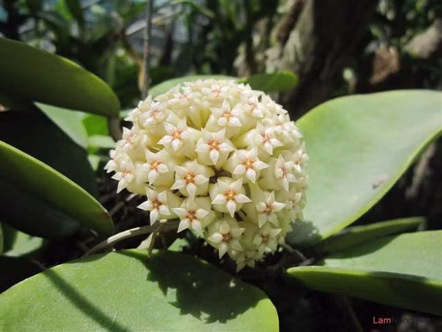 Một trong những loài hoa lan quý hiếm, đẹp ấn tượng có ở Việt Nam là lan cẩm cù. Lan cẩm cù có tên khoa học Hoya carnosa. Loài hoa này còn có nhiều tên gọi khác như lan sao, lan cau, lan cầu lông, lan anh đào, trái tim tình nhân... Ảnh hoadepviet.