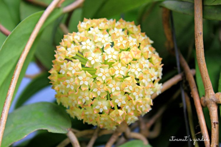 Theo các nghiên cứu, lan cẩm cù là loài cây ưa nhiệt độ cao, ẩm và chịu rét , chịu hạn tốt. Ảnh caycanhchothue.