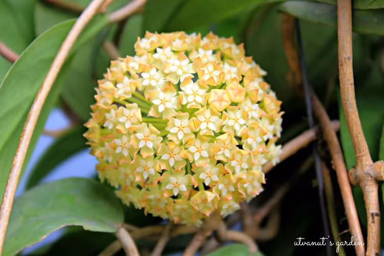 Theo các nghiên cứu, lan cẩm cù là loài cây ưa nhiệt độ cao, ẩm và chịu rét , chịu hạn tốt. Ảnh caycanhchothue.