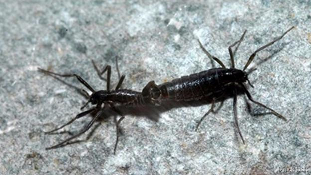 Côn trùng không cánh Belgica antarctica, loài côn trùng này chỉ sống được hai năm nhưng trong thời gian đó, chúng chủ yếu sống dưới dạng ấu trùng nằm dưới băng và chỉ nhoi lên vào những tháng hè và sẵn sàng đi vào trạng thái ngủ nếu nhiệt độ giảm.