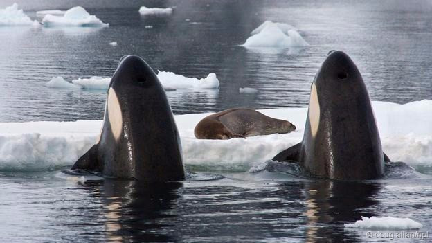 Cá voi sát thủ, loài động vật linh hoạt bậc nhất thế giới, sinh sống ở tất cả các đại dương trên toàn cầu, từ vùng nước ấm áp đến vùng nước lạnh buốt như Bắc Cực, Nam Cực. Đây là loài động vật săn mồi đỉnh cao, chúng không có kẻ thù tự nhiên ngoài con người.