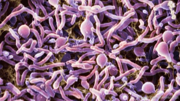 Vi khuẩn Rhodoglobusvestalii là một loại vi khuẩn sinh tồn được trong điều kiện khô cằn và lạnh giá của vùng Nam Cực. Màng tế bào của vi khuẩn này có nồng độ axit béo không bão hòa cao để giữ được dịch thể ở nhiệt độ thấp đồng thời chúng cũng tự tạo ra nhiều loại protein và enzyme có thể hoạt động trong điều kiện nhiệt độ thấp, bảo vệ ADN.