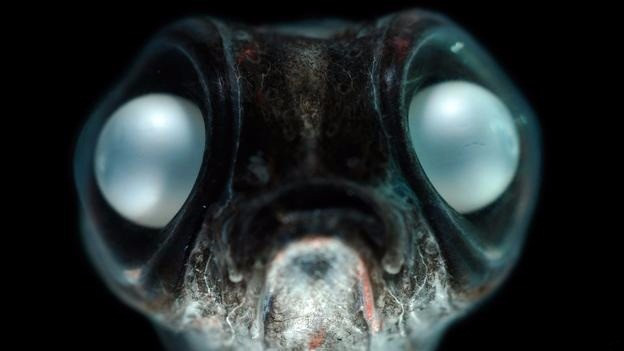 Mực ống ma cà rồng hay còn gọi là mực quỷ, loài động vật ở Nam Cực thân mềm này có khả năng thích nghi rất tốt bằng nhiều cách khác nhau trong môi trường biển. Chúng sống rất tốt trong các vùng biển trên thế giới, kể cả vùng nước lạnh như Nam Cực.