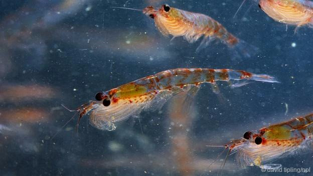 Nhuyễn thể Euphausiasuperba, sinh sống ở các vùng nước Nam Cực. Tuy là một loài động vật giáp xác bơi nhỏ nhưng có dân số đông đảo và là loài chính trong hệ sinh thái ở đây. Nhuyễn thể Euphausiasuperba sống thành đàn lớn, đôi khi đạt mật độ 10.000-30.000 cá thể trong một mét khối.