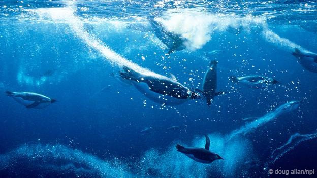 Để thích nghi với cái lạnh buốt óc của vùng cực những loài động vật sinh sống dài hơi ở đây không chỉ thay đổi đặc tính sinh hóa của mình mà thậm chí qua thời gian, chúng còn thay đổi hình dạng để thích nghi. Trong hình là loài chim cánh cụt hoàng đế đang săn mồi, đại diện tiêu biểu của các loài động vật sống được ở Nam Cực.