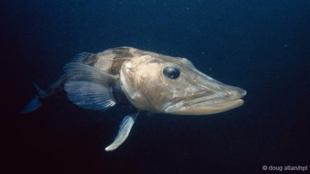 Cá băng Nam Cực, loài cá này không chỉ chịu được nhiệt độ siêu lạnh của Nam Cực mà còn sống sâu dưới lớp băng dày. Chúng không có hồng cầu hay sắc tố màu đỏ, việc này giúp máu của chúng loãng đi, tiết kiệm năng lượng để thích nghi một cách tuyệt vời với môi trường giá lạnh.