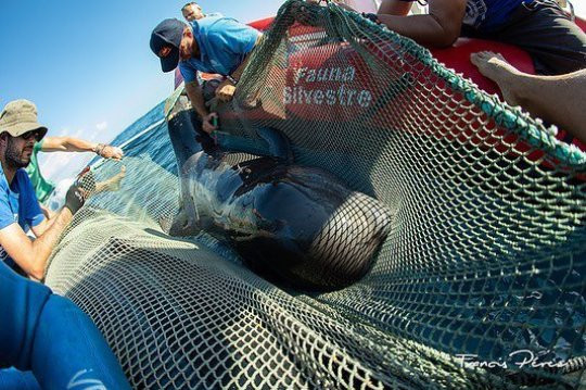 Canh bao rung minh tu ca voi co duoi hoai tu am anh-Hinh-2