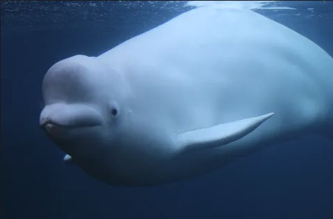 Để đi đến kết quả này, các nhà khoa học đã phải phân tích cực kỳ chi tiết DNA của "quái vật", sau đó so sánh mẫu DNA này với DNA của 8 con cá voi và 8 con kỳ lân biển đang sinh sống trong khu vực nơi trước đây hộp sọ được tìm thấy.