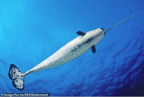 Kết quả mới thậm chí còn gây sốc hơn: cha và mẹ của "quái vật biển" thuộc về 2 loài hoàn toàn khác nhau. Cha nó là một cá voi Beluga (cá voi trắng); trong khi mẹ nó là kỳ lân biển. Tuy 2 loài này cùng thuộc họ Monodontidae, phân bộ Cá voi có răng nhưng việc lai khác loài như vậy là rất hiếm gặp.