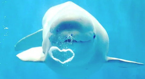 Bằng cách so sánh tỉ lệ số lượng nhiễm sắc thể X với tổng số lượng nhiễm sắc thể, hoặc nhiễm sắc thể phi giới tính trong DNA của con lai, các nhà khoa học phát hiện ra con lai này là một con đực.