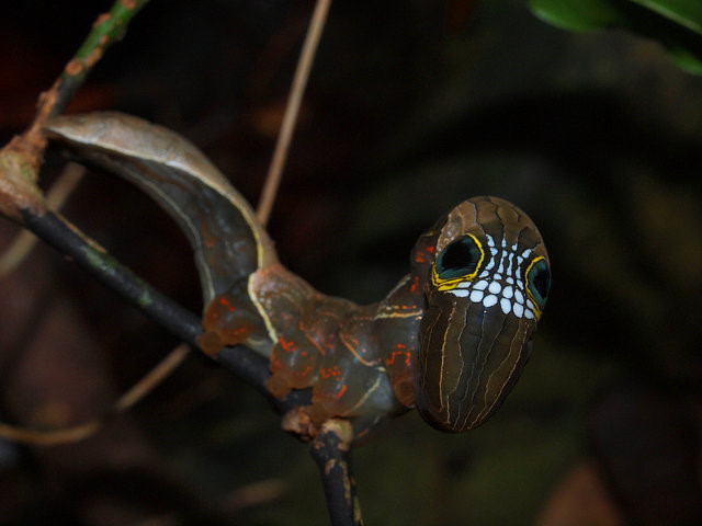 Bướm đêm Phyllodes imperialis lại khéo léo khoác lên mình bộ mặt của một con rắn độc khi bị đe dọa bằng cách uốn cong đầu xuống, để lộ ra màu vàng, trắng và đen, đồng thời tự tạo cho mình khuôn mặt y như rắn rất đáng sợ.