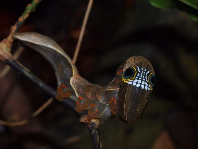 Bướm đêm Phyllodes imperialis lại khéo léo khoác lên mình bộ mặt của một con rắn độc khi bị đe dọa bằng cách uốn cong đầu xuống, để lộ ra màu vàng, trắng và đen, đồng thời tự tạo cho mình khuôn mặt y như rắn rất đáng sợ.