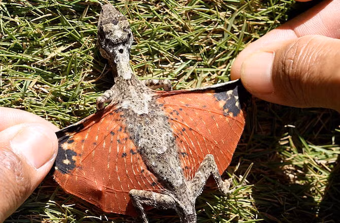 Hầu hết các loài thằn lằn bay đều giả dạng những chiếc lá khô và nằm bất động để hòa mình vào tán lá nhưng riêng thằn lằn bay của đảo Borneo lại không như thế. Khi cần di chuyển, chúng vẫn giả làm lá nhưng là một chiếc lá khô rụng, không thu hút sự chú ý của kẻ thù.