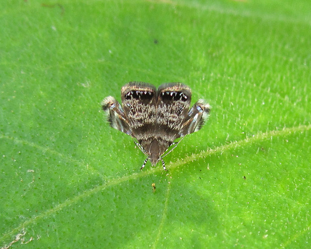 Trong các khu rừng của Costa Rica, một loài bướm đêm có những vết óng ánh trên cánh lại chọn cách bắt chước hóa thân thành loài nhện nhảy khi cảm thấy bị đe dọa bằng cách xếp gọn cánh lại và biểu diễn các tư thế nhảy giống y một chú nhện nhảy.