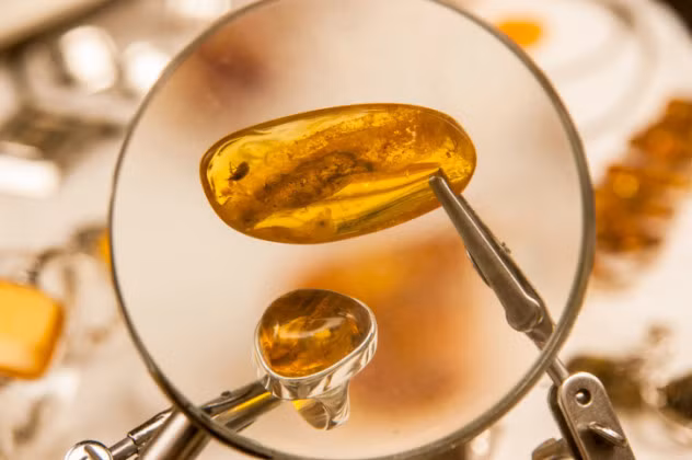 Bắt chước không phải là một chiến lược mới của các loài động vật mà đã có từ hàng ngàn năm trước. Ví dụ điển hình là một loài ruồi đã tuyệt chủng cách đây 165 triệu năm, nó giả dạng làm hình dạng một chiếc lá giống đến nỗi các nhà khoa học cũng nhầm hóa thạch của nó là hóa thạch của một chiếc lá.