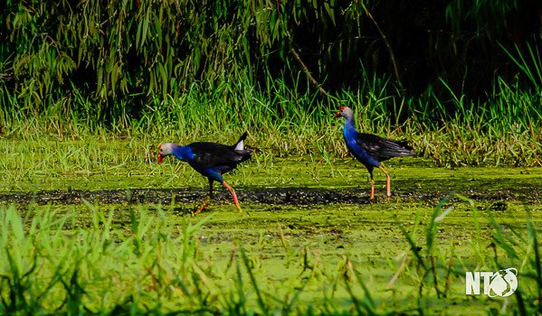 La ky loai chim “ly don” biet giu nha nhu cho-Hinh-4