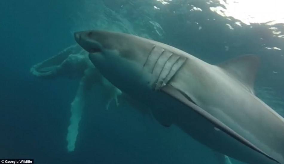 Vào ngày phát hiện ra xác cá voi, các nhà khoa học cài đặt một chiếc phao theo dõi trên cơ thể nó với hy vọng sẽ tìm được hướng đi của nó. Hơn nữa, việc đặt phao cũng giúp họ dễ dàng kéo xác cá voi vào bờ để tiến hành mổ tử thi.