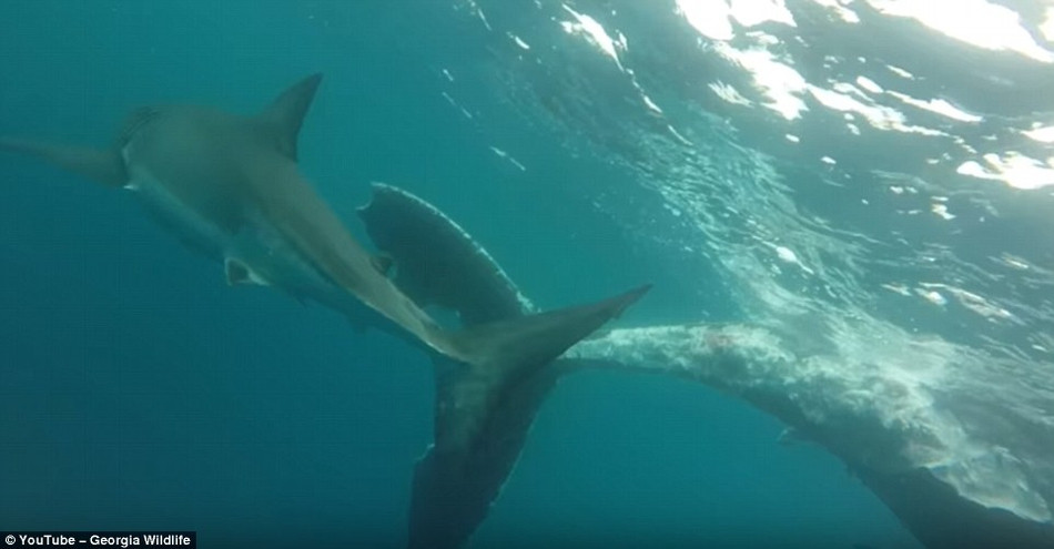 Một ngày sau khi đàn cá mập xâu xé xác cá voi, các nhà khoa học cố gắng tiếp cận hiện trường để tìm manh mối về cái chết của con cá voi tội nghiệp. Tuy nhiên, xác cá voi đã bị cắn nát, không thể xác định nguyên nhân tử vong.