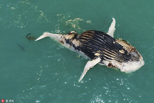 Tuy nhiên, cá mập và cá sấu không đối đầu nhau mà cùng chia sẻ xác cá voi.