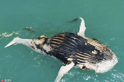 Cách đây không lâu, nhiếp ảnh gia Jeremy Tucker cũng ghi được cảnh tượng cá sấu khổng lồ và cá mập hổ tranh nhau cắn xé xác của một con cá voi lưng gù ở vùng bờ biển Kimberley, Australia.