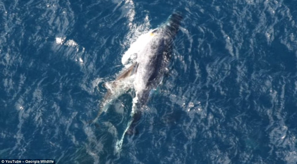 Khi thấy máu và mỡ chảy ra từ xác cá voi, hơn 10 con cá mập đã lao đến vào xâu xé thịt cá voi, tận hưởng bữa đại tiệc miễn phí. Trong đó có cả một con cá mập trắng khổng lồ, dài tới 3,6m.