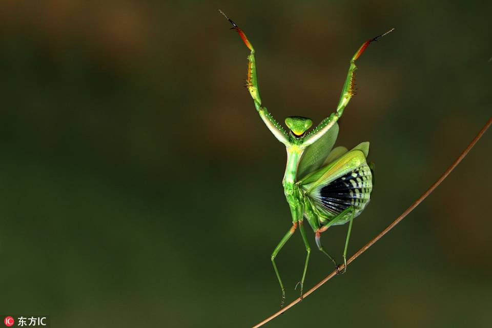 Khi vui sướng, bọ ngựa có màn khoe sắc, khoe vũ đạo chẳng giống ai.