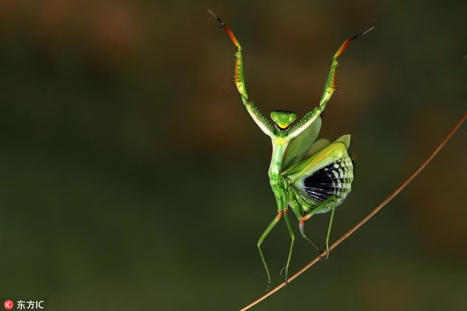 Khi vui sướng, bọ ngựa có màn khoe sắc, khoe vũ đạo chẳng giống ai.